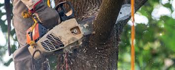 Reliable Medford, WI Tree Services Solutions