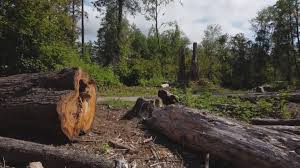 Best Hazardous Tree Removal  in Medford, WI