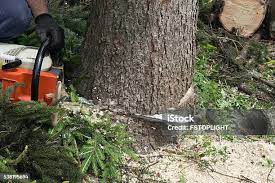 How Our Tree Care Process Works  in  Medford, WI