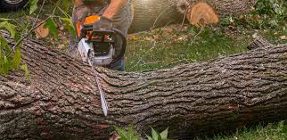 Lawn Pest Prevention in Medford, WI