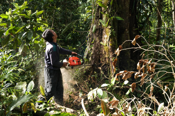 Best Arborist Consultation Services  in Medford, WI