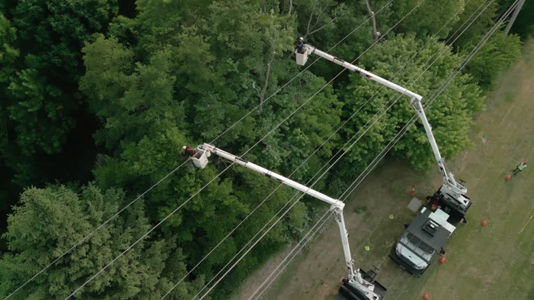 Best Fruit Tree Pruning  in Medford, WI