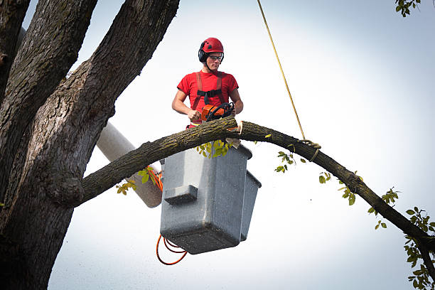 Best Aeration Services  in Medford, WI