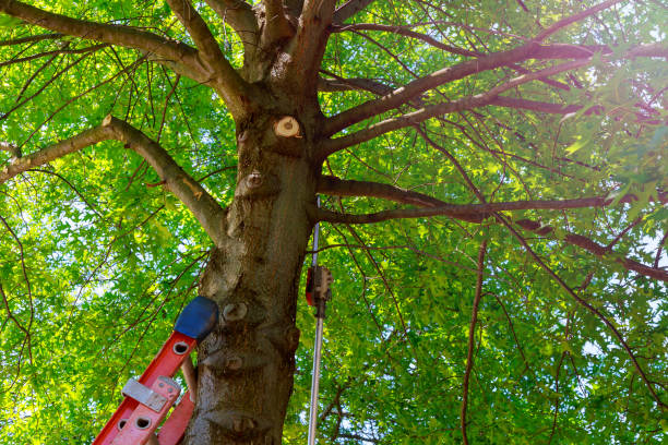 Best Tree Preservation Services  in Medford, WI